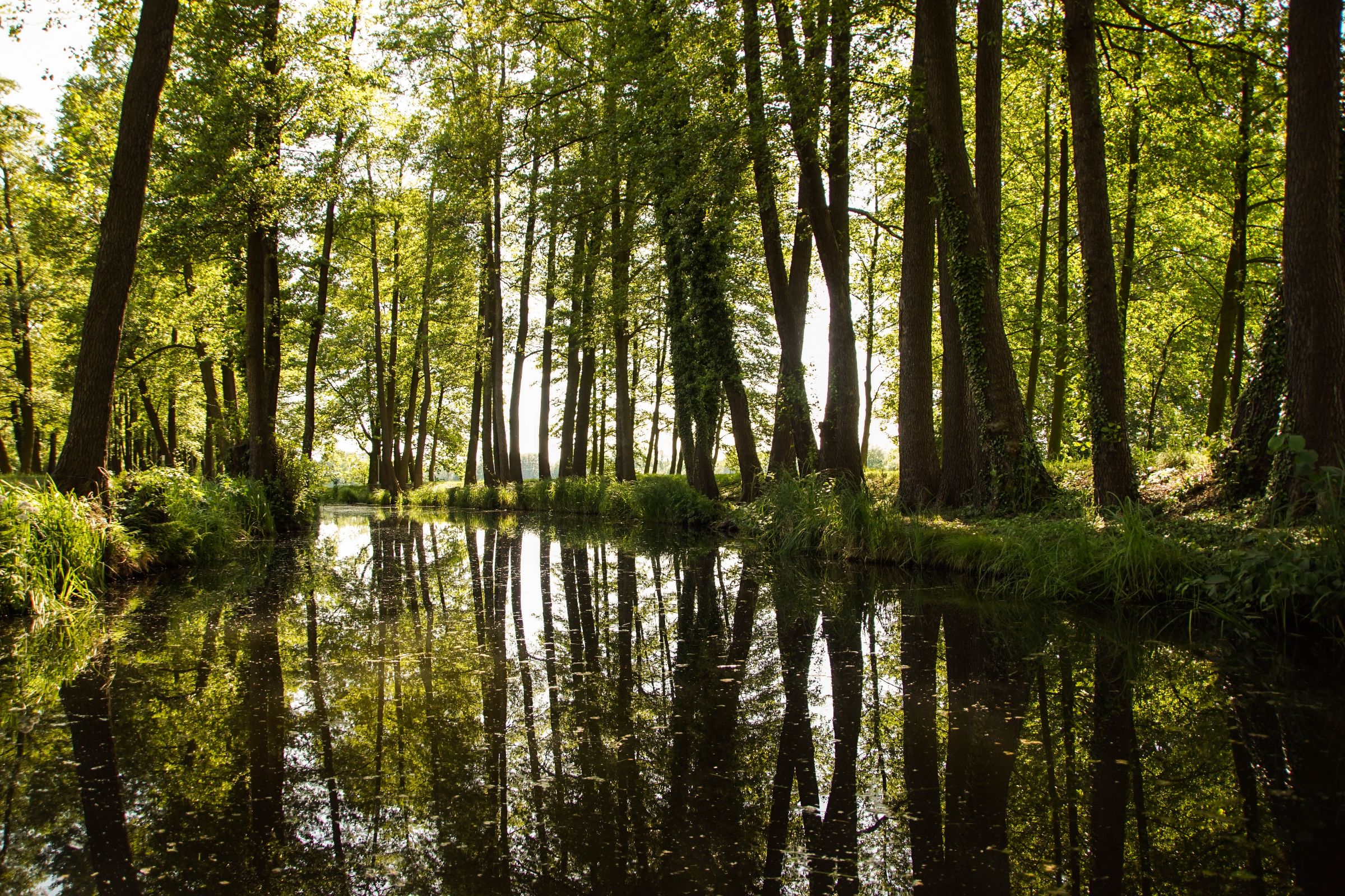 Spreewald In Der Lausitz